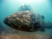 Image of Epinephelus itajara (Atlantic goliath grouper)