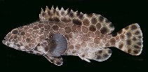 Image of Epinephelus macrospilos (Snubnose grouper)