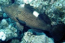 Image of Epinephelus maculatus (Highfin grouper)