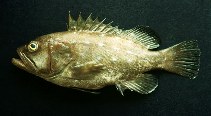 Image of Hyporthodus niphobles (Star-studded grouper)