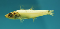 Image of Epigonus occidentalis (Western deepsea cardinalfish)