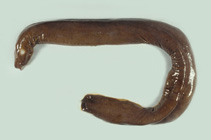 Image of Eptatretus okinoseanus 