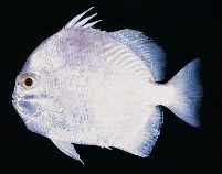 Image of Ephippus orbis (Orbfish)