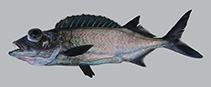 Image of Epinnula pacifica (Pacific Domine)