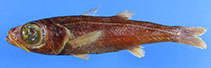 Image of Epigonus parini 