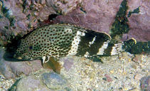 Image of Epinephelus stoliczkae (Epaulet grouper)