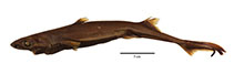 Image of Etmopterus alphus (Whitecheek lanternshark)