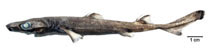Image of Etmopterus bigelowi (Blurred smooth lantern shark)