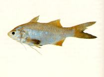 Image of Filimanus xanthonema (Yellowthread threadfin)