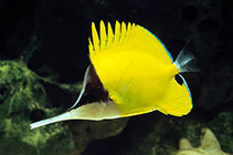 Image of Forcipiger longirostris (Longnose butterflyfish)