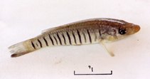 Image of Fundulus majalis (Striped killifish)