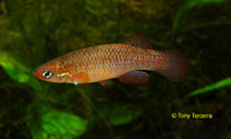 Image of Fundulus rubrifrons (Redface topminnow)