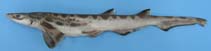 Image of Galeus atlanticus (Atlantic sawtail cat shark)