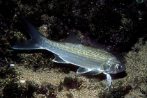 Image of Galeoides decadactylus (Lesser African threadfin)