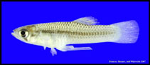 Image of Gambusia gaigei (Big Bend gambusia)