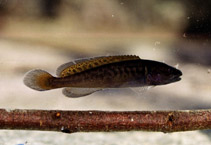 Image of Gadopsis marmoratus (River blackfish)
