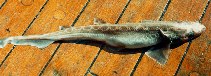 Image of Galeus melastomus (Blackmouth catshark)