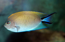 Image of Genicanthus melanospilos (Spotbreast angelfish)