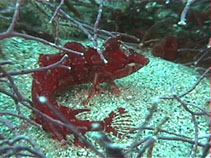 Image of Gibbonsia montereyensis (Crevice kelpfish)