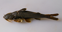 Image of Glyptothorax elankadensis (Travancore rock catfish)