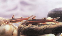 Image of Glyptothorax laosensis 