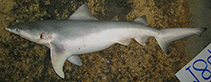 Image of Glyphis siamensis (Irrawaddy river shark)