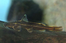 Image of Glyptothorax trilineatus (Three-lined catfish)