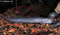 Image of Gobioides broussonnetii (Violet goby)