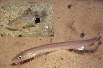 Image of Gonorynchus gonorynchus (Beaked salmon)