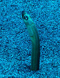 Image of Gorgasia hawaiiensis (Hawaiian garden eel)