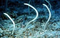 Image of Gorgasia maculata (Whitespotted garden eel)