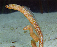 Image of Gorgasia naeocepaea (Freckled garden eel)