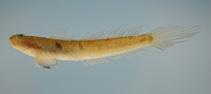 Image of Gobionellus oceanicus (Highfin goby)