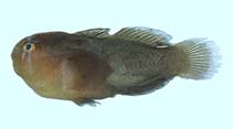 Image of Gobiodon oculolineatus (Eyeline coralgoby)