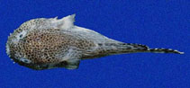 Image of Gobiesox papillifer (Bearded clingfish)