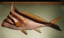 Image of Goniistius vestitus (Crested morwong)