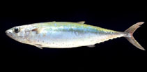 Image of Grammatorcynus bilineatus (Double-lined mackerel)