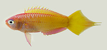 Image of Grammatonotus xanthostigma (Yellowspot groppo)