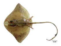 Image of Gurgesiella dorsalifera (Onefin skate)