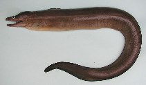 Image of Gymnothorax afer (Dark moray)