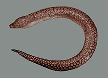 Image of Gymnothorax baranesi (Barane’s moray)
