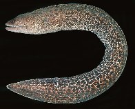 Image of Gymnothorax buroensis (Vagrant moray)