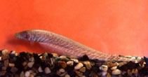 Image of Gymnotus carapo (Banded knifefish)