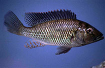 Image of Pharyngochromis acuticeps (Zambezi bream)