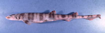 Image of Halaelurus boesemani (Speckled catshark)
