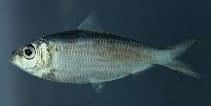 Image of Harengula clupeola (False herring)