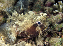 Image of Halophryne diemensis (Banded frogfish)