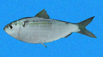 Image of Harengula thrissina (Pacific flatiron herring)