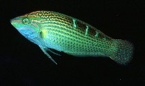 Image of Halichoeres chrysotaenia (Indian Ocean pinstriped wrasse)
