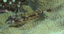 Image of Helcogramma chica (Little hooded triplefin)